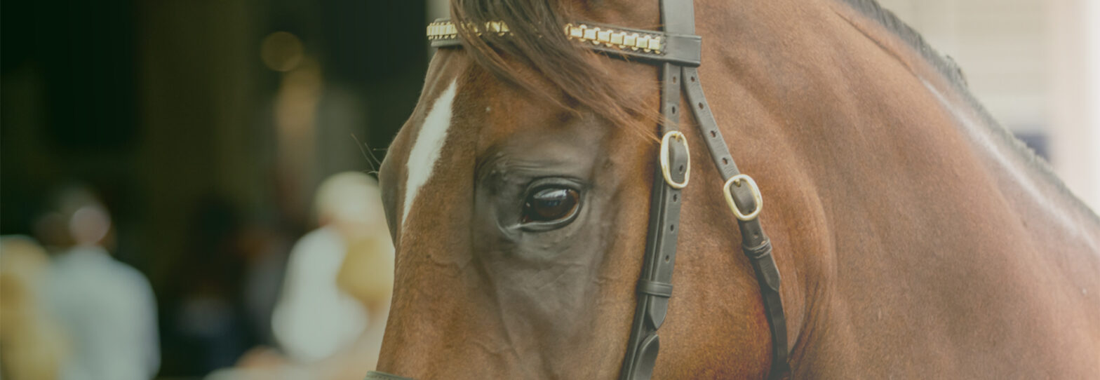 Thoroughbred Horse