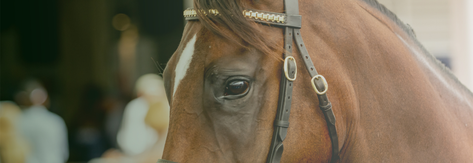 Thoroughbred Horse