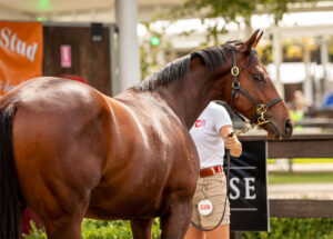 Thoroughbred Race Horse for Sale