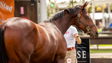 Thoroughbred Race Horse for Sale