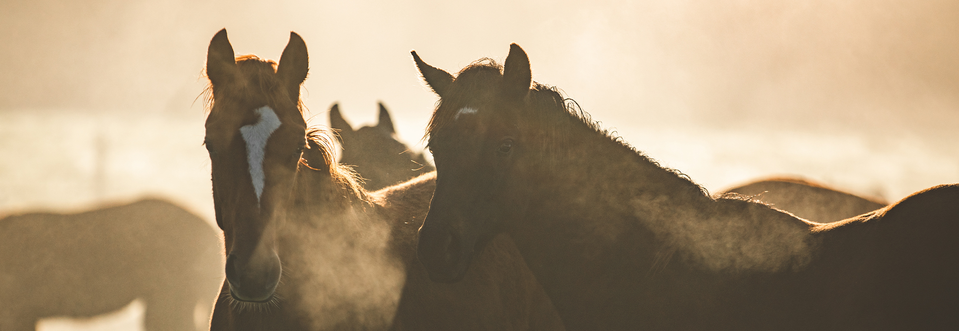 Thoroughbred racehorses for sale