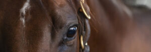Australian Race Horses available online