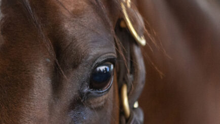 Australian Race Horses available online