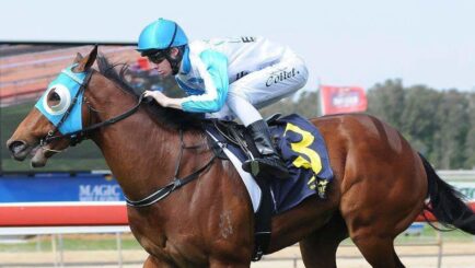 Elite Thoroughbreds