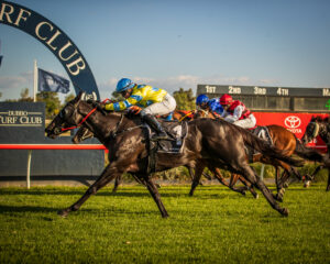 Australian Thoroughbred Horses for sale