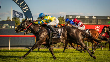 Australian Thoroughbred Horses for sale
