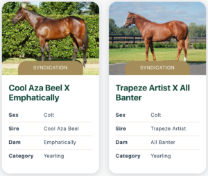 Australian colt thoroughbred for sale