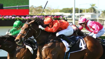 Group One Thoroughbred Race horse