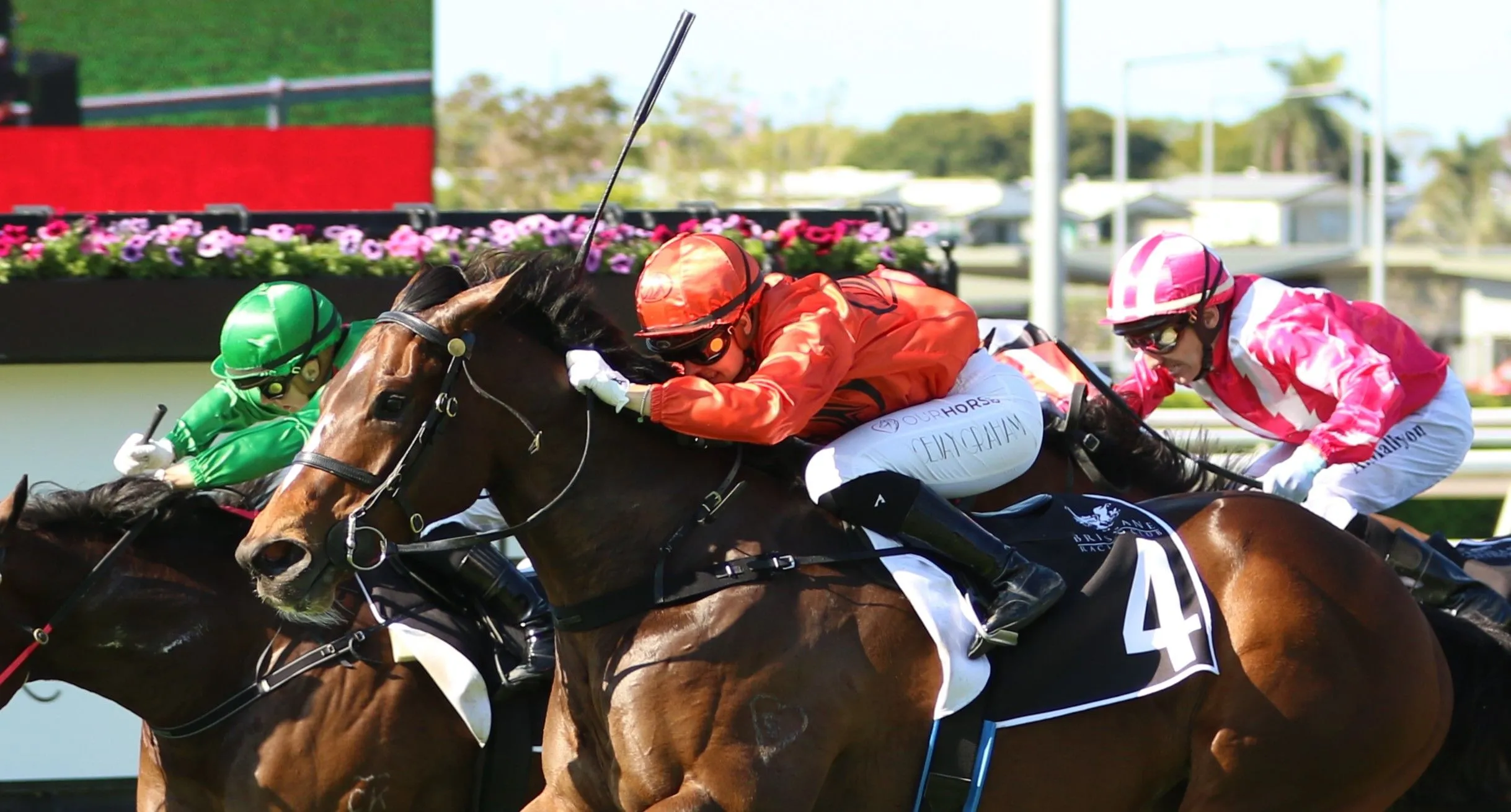 Group One Thoroughbred Race horse