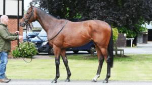 Thoroughbred Racehorse Brindavan